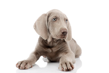 Obraz premium Studio shot of a beautiful Weimaraner puppy