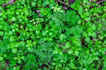 Obraz premium 雑草