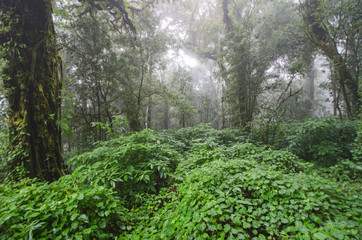 Obraz premium Beautiful vines and trees in thick fog in wet tropical forest