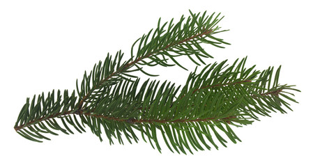 Green Christmas tree branch isolated on white background close-up.