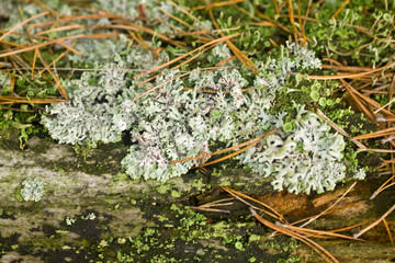 Beautiful green moss on a field in a forest close-up.