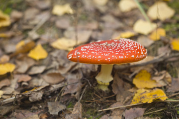 Red poisonous mushroom Amanita and in the grass