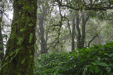 Wonderful moss skin of old tree in high tropical forest