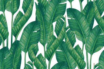 Naklejki  Świeżych zielonych bananów liście na białym tle. Wzór tropikalnej zieleni