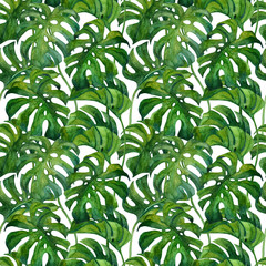 Obraz premium Fresh green monstera leaves on white background. Botanical art