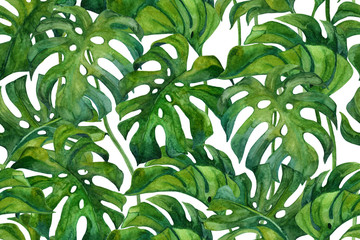 Fresh green monstera leaves on white background - obrazy, fototapety, plakaty