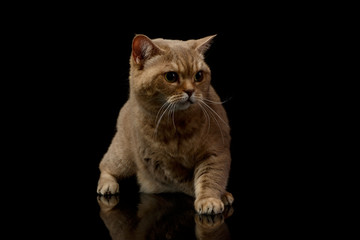 Studio shot of a beautiful cat
