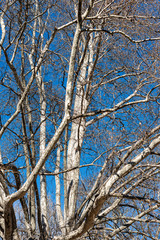 Closeup of a leafless plane tree (Platanus) in the city in winter on a clear blue sky. 