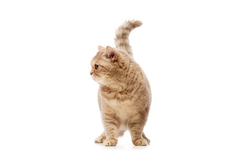 Studio shot of a beautiful cat