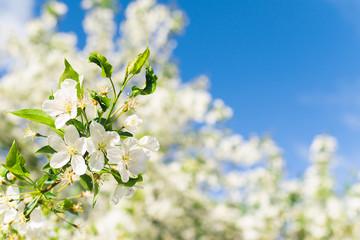 Branches of blossoming tree of apple or sakura close-up. Selective focus. Horizontal frame copy space