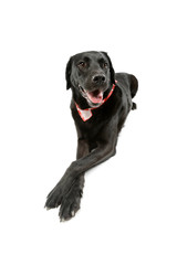 Studio shot of an adorable labrador retriever