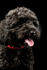 Portrait of an adorable lagotto