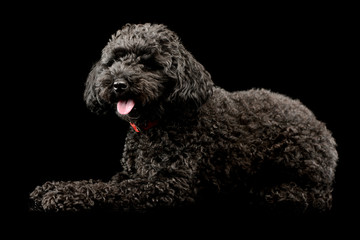 Studio shot of an adorable lagotto