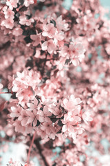 Branches of blossoming pink tree apple or sakura close-up. Selective focus. Vertical frame