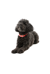 Studio shot of an adorable lagotto