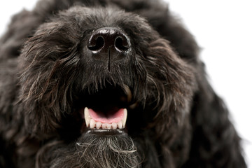 Closeup of an adorable lagotto