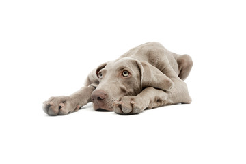 Studio shot of a beautiful Weimaraner