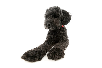Studio shot of an adorable lagotto