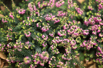 Bush of purple heather closeup on a horizontal background.