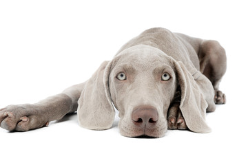 Studio shot of a beautiful Weimaraner