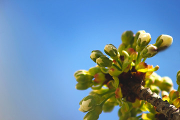Cherry branch with white flowers. Blossom sakura in garden. Nature backdrop. Spring flowers. Springtime.