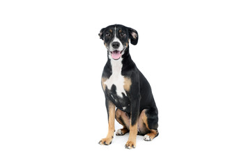 Studio shot of a lovely Mixed breed dog