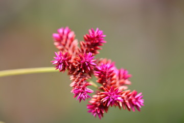 Globe Amaranth,Bachelor Button japan has Purple flowers are purple, widely popular as an ornamental plant.