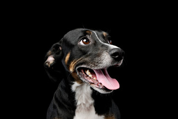 Portrait of a lovely mixed breed dog