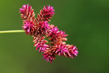 Globe Amaranth,Bachelor Button japan has Purple flowers are purple, widely popular as an ornamental plant.