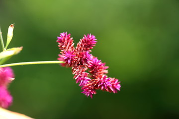 Globe Amaranth,Bachelor Button japan has Purple flowers are purple, widely popular as an ornamental plant.