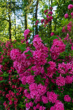 pink rhododendron flowers