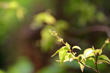 Weeds occur and are commonly seen. In the tropics