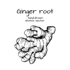 Ginger root. Vector hand drawn sketch. Herbal spice. Detox food ingredient.