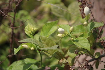 Jasmine buds getting ready to bloom