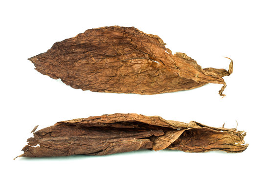 Dried Tobacco Leaves