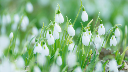 White snowdrops. Blurred foreground.  Green horizontal backdrop