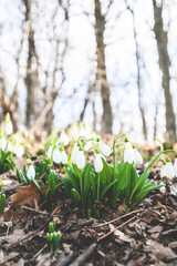 Snowdrops in spring forest. Carpet of flowers. Vertical layout