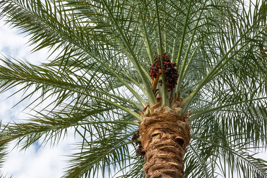 .Ripe dates on a palm branch.