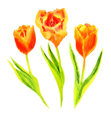 Set of watercolor tulip flowers isolated on white, beautiful red-yellow petals, paper texture, hand-drawn floral illustration.