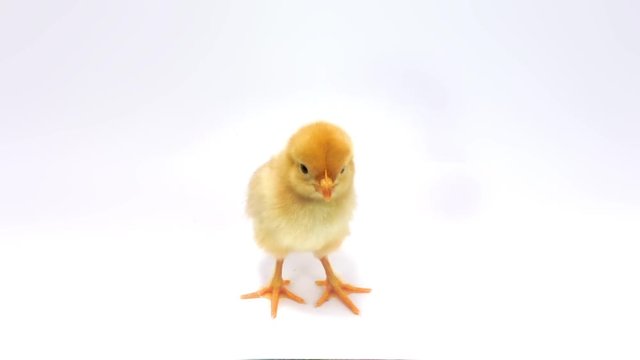 Little yellow chicken curiously looks at camera. FullHD 1080p, isolated on white.