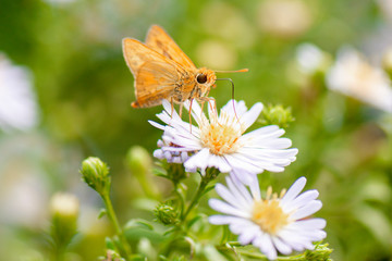 Wedge Grass-skipper also known as Anisynta sphenosema.