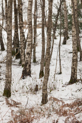 Birch Trees in Winter