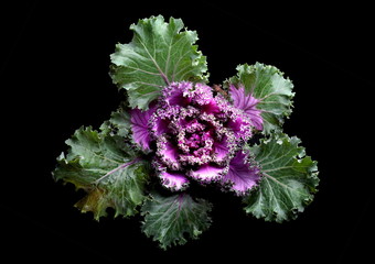 cabbage flower still life on black background