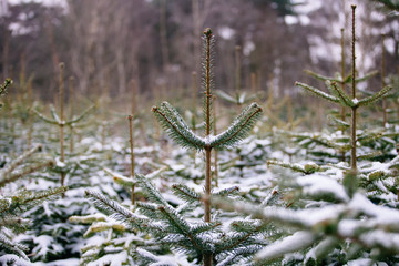 Fraser Fir a Common Christmas Tree covered in Snow