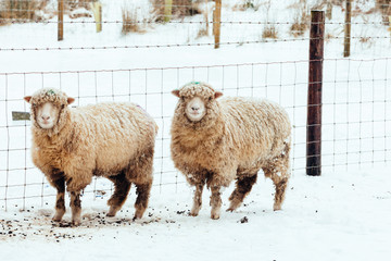 Sheep in a Snow Scene