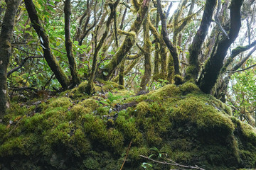 Relic forest anaga jungle