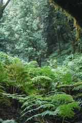 Relic forest anaga jungle