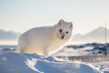 Lis polarn w zimowej szacie, południowy Spitsbergen © blackspeed