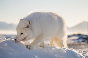 Lis polarn w zimowej szacie, południowy Spitsbergen © blackspeed