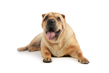 Studio shot of an adorable Shar pei